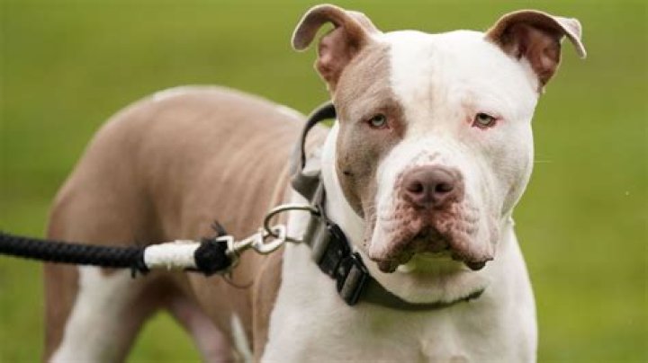 Are Any Dog Breeds Banned In St Louis County