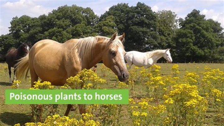 Are ash tree seeds poisonous to horses