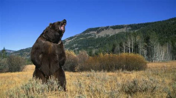 Are bear attacks common