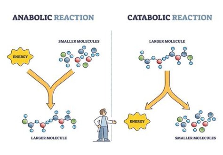 Are catabolic pathways Endergonic