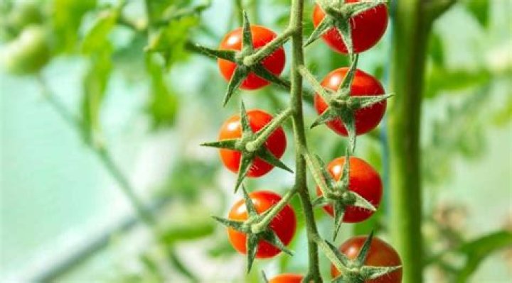 Are cocktail tomatoes sweet