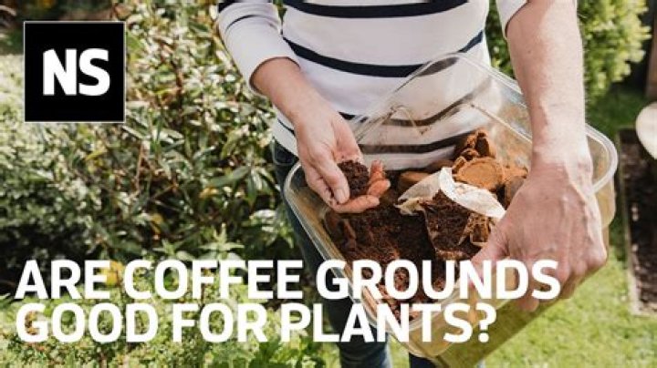 Are coffee grounds good for soil