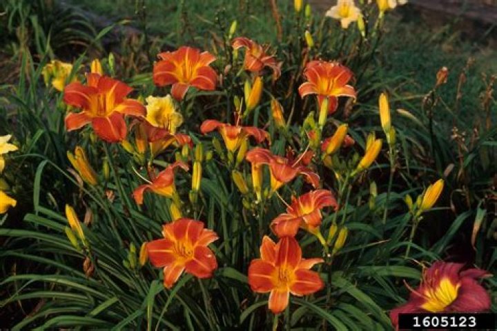 Are daylilies poisonous