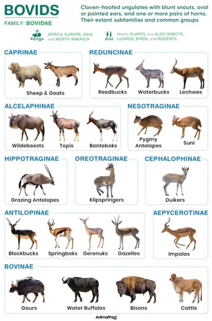 Are deer in the bovine family