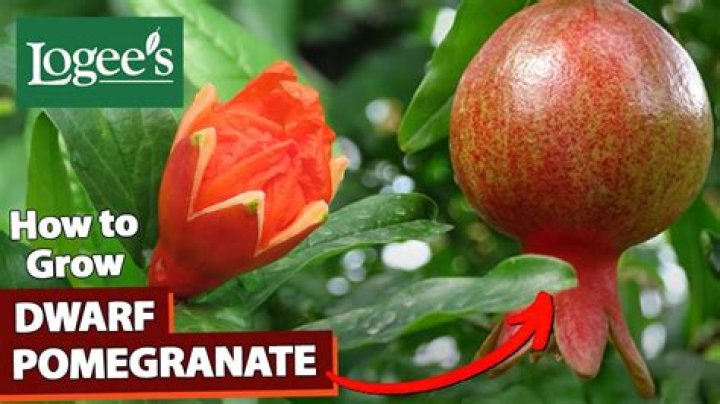 Are dwarf pomegranates deciduous