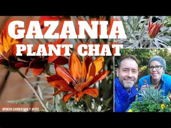 Are Gazanias annuals or perennials UK