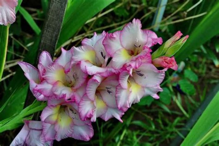 Are gladiolus bulbs