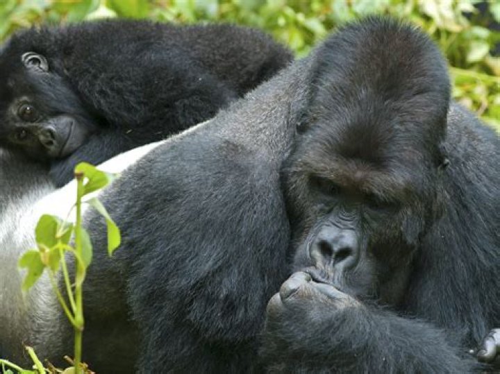 Are gorillas simians