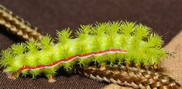 Are green tomatillos poisonous