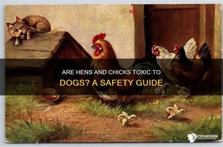 Are hens and chicks toxic to dogs