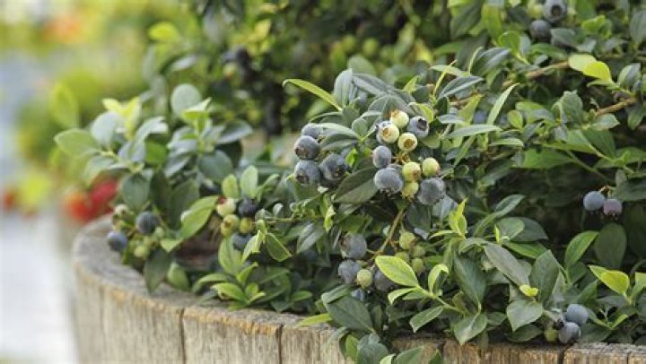 Are Japanese blueberry trees deer resistant