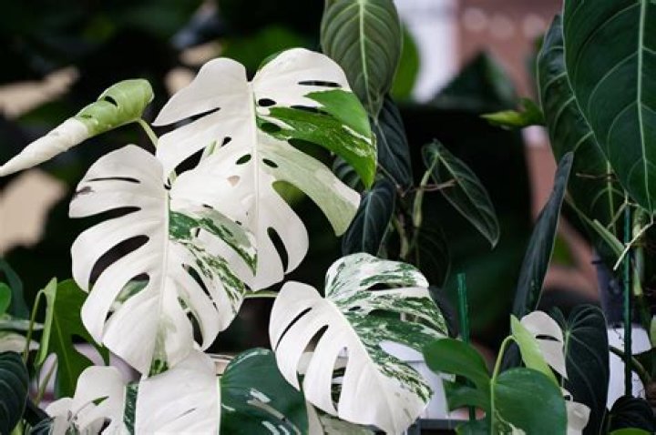 Are Monstera plants rare