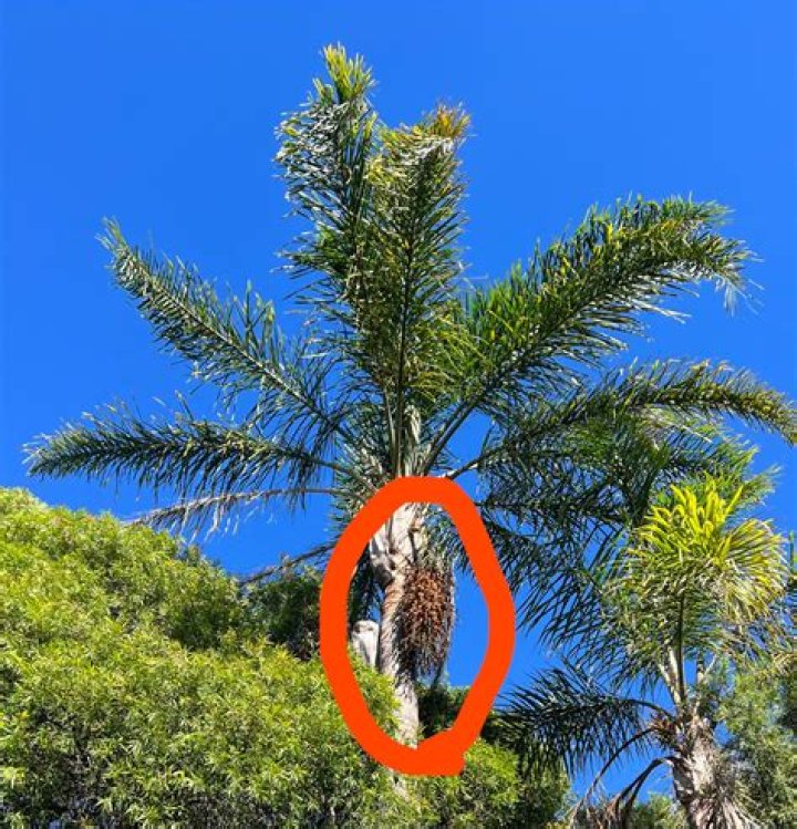 Are Parlour palms toxic