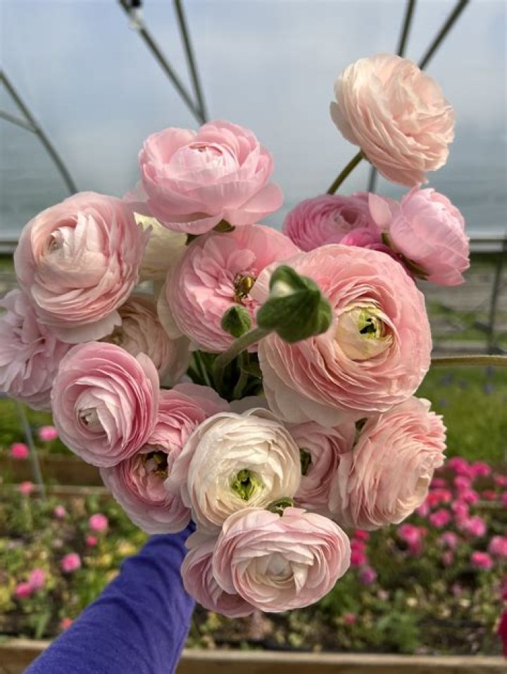 Are Ranunculus cut and come again