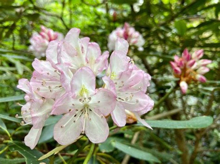 Are rhododendrons native to North Carolina