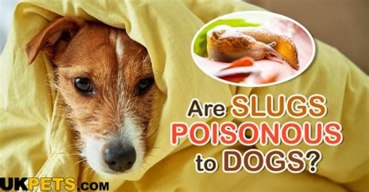 Are slugs harmful to dogs if eaten