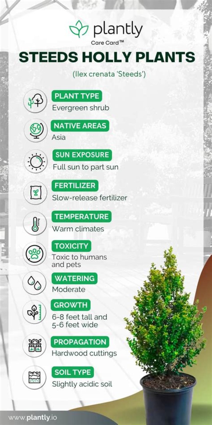 Are steeds Holly deer resistant