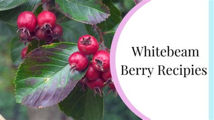 Are whitebeam berries edible