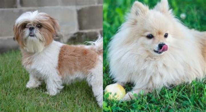Boxer Pomeranian Mix - How To Discuss