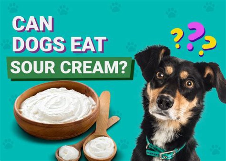 Can a dog eat sour cream