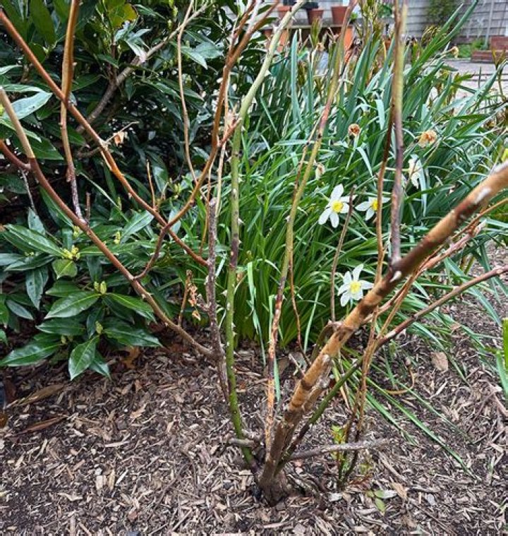 Can a frozen plant be saved