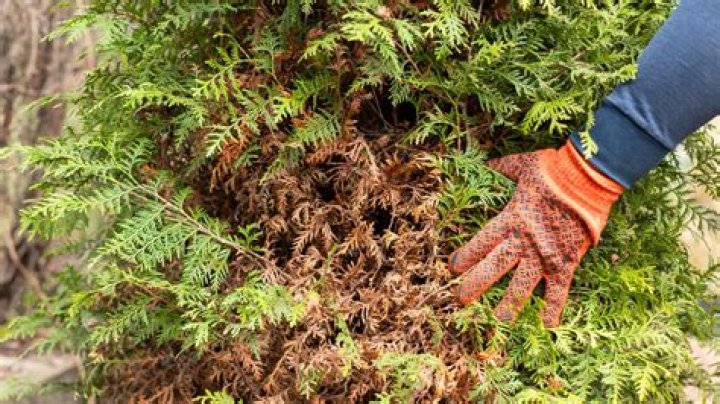 Can arborvitae recover from winter burn