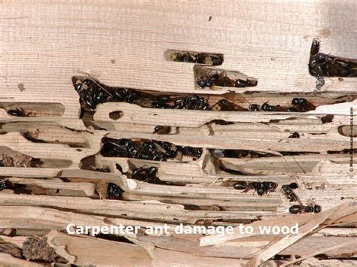 Can carpenter ants eat through wood