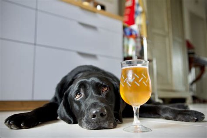 Can Cheristin Be Used On Dogs