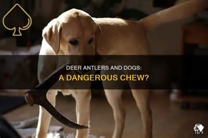 Can dogs have deer antlers