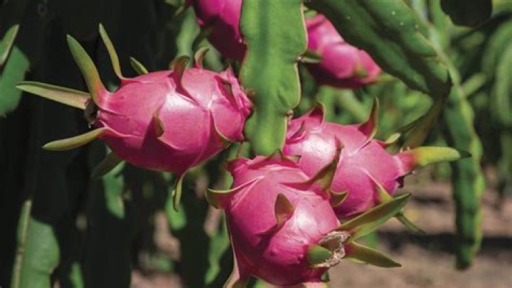 Can dragon fruit grow in California
