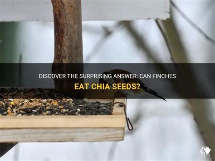 Can finches eat chia seeds