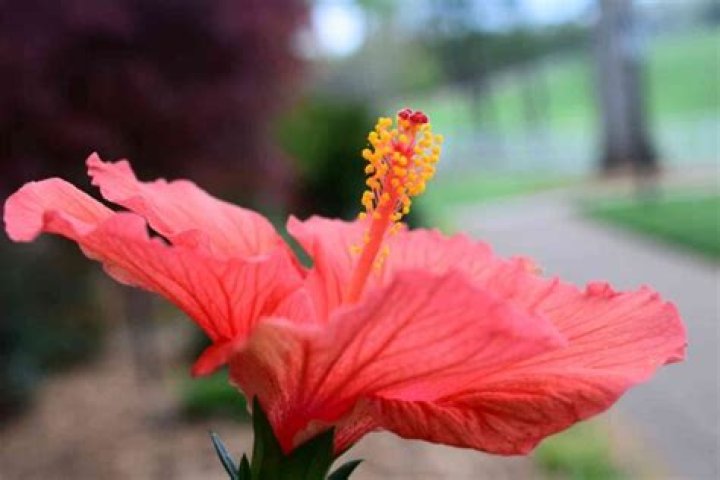 Can hibiscus survive freezing temperatures