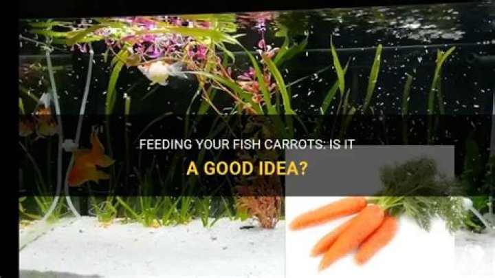 Can I feed my fish carrots