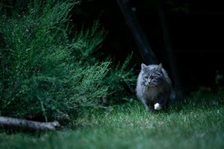 Can kitten survive outside