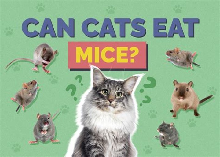 Can mice eat cat biscuits