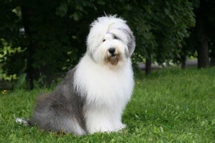 Can Old English sheepdogs be left alone