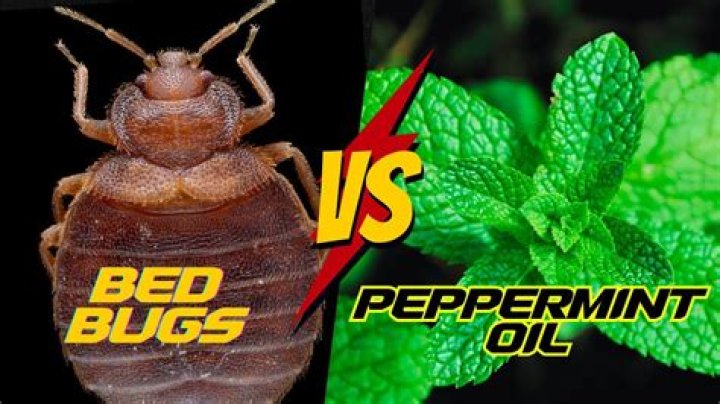 Can peppermint oil kill fleas