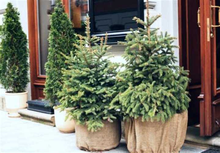 Can potted arborvitae survive winter