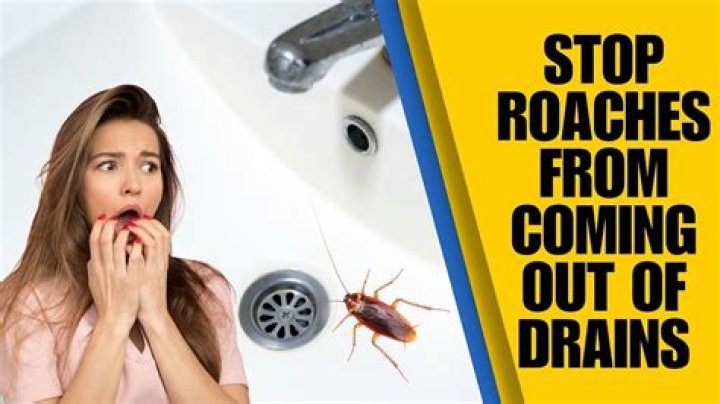 Can roaches come in through drain