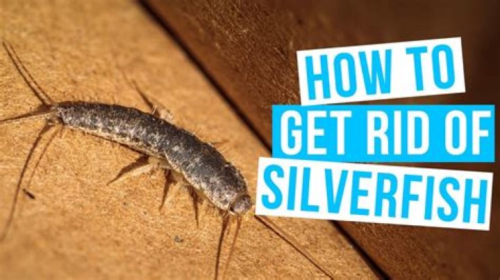 Can silverfish get in your skin
