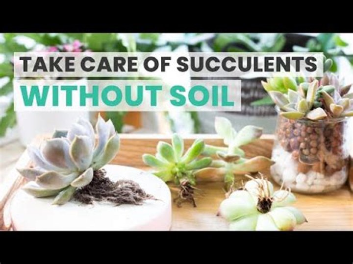 Can succulents survive without natural light