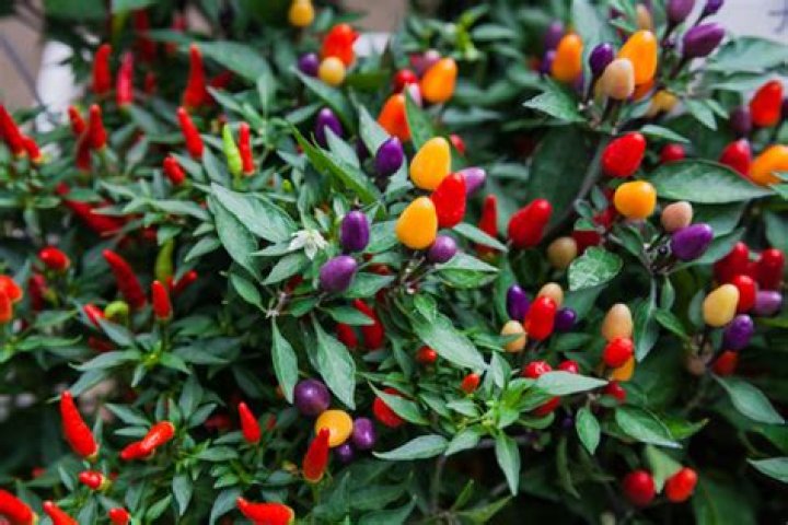 Can you eat Capsicum annuum