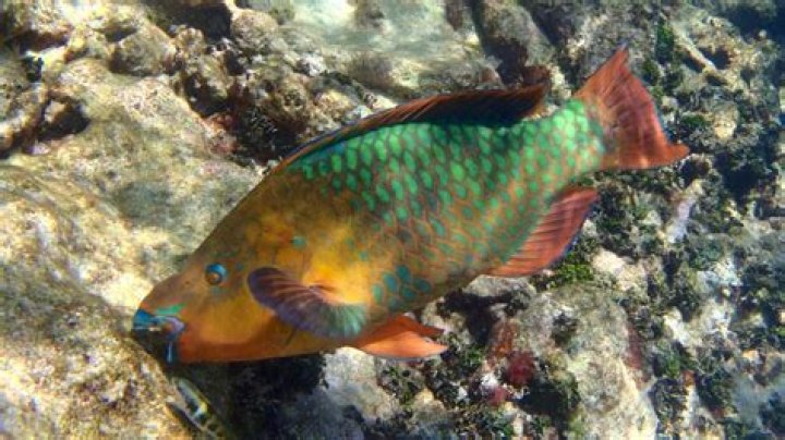 Can You Eat Parrot Fish