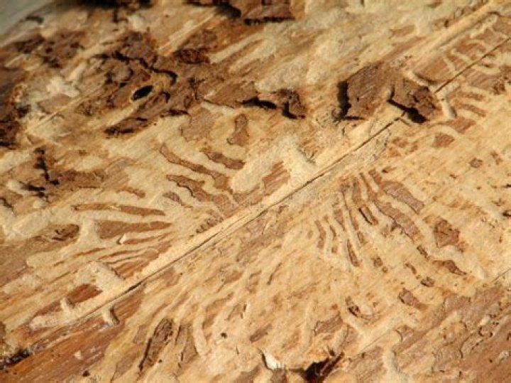 Can you get woodworm in plywood