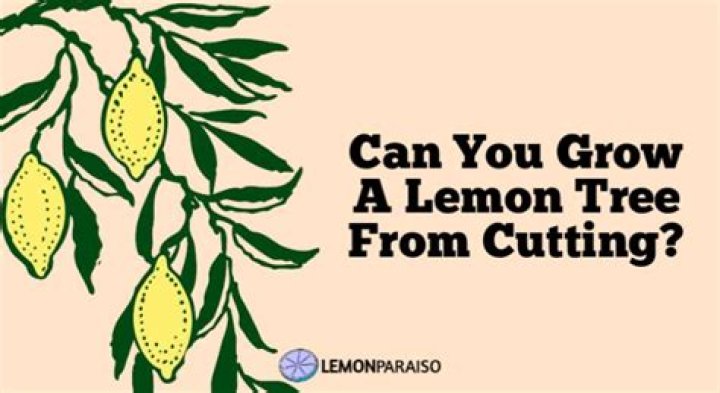 Can you grow a lemon tree from a cutting