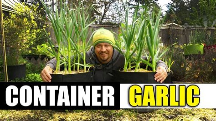 Can you grow garlic in a container