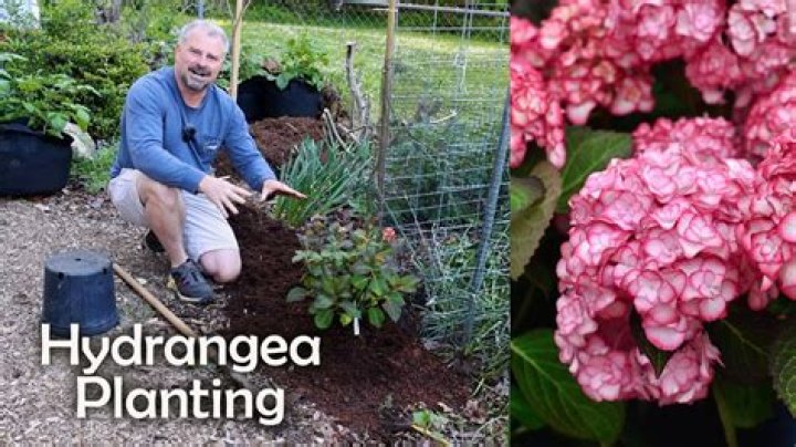 Can you plant Easter hydrangeas outside