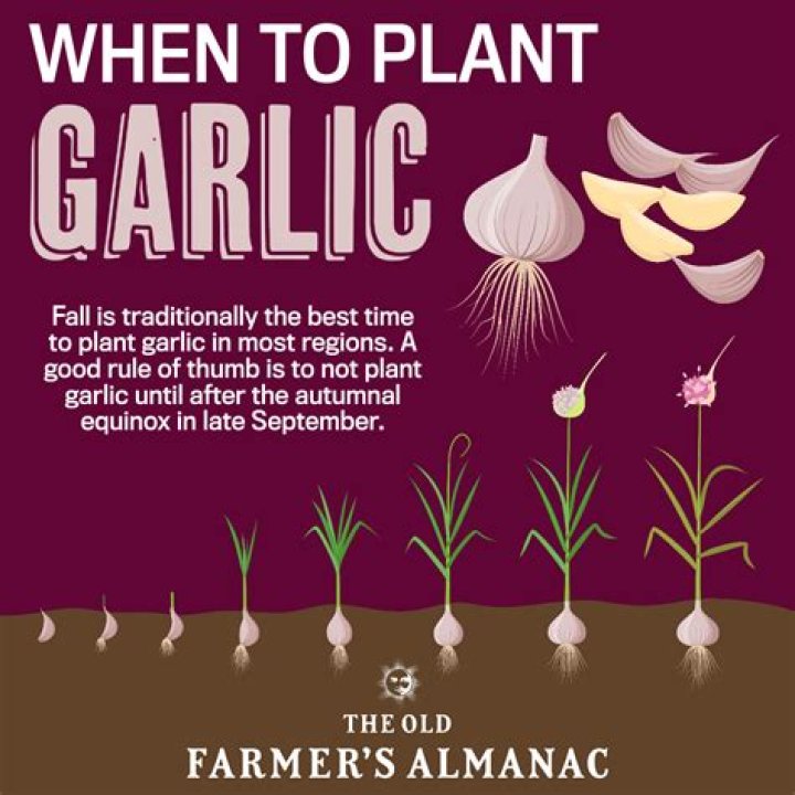 Can you plant garlic in the same place every year
