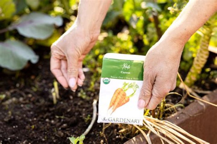 Can you plant golden carrots