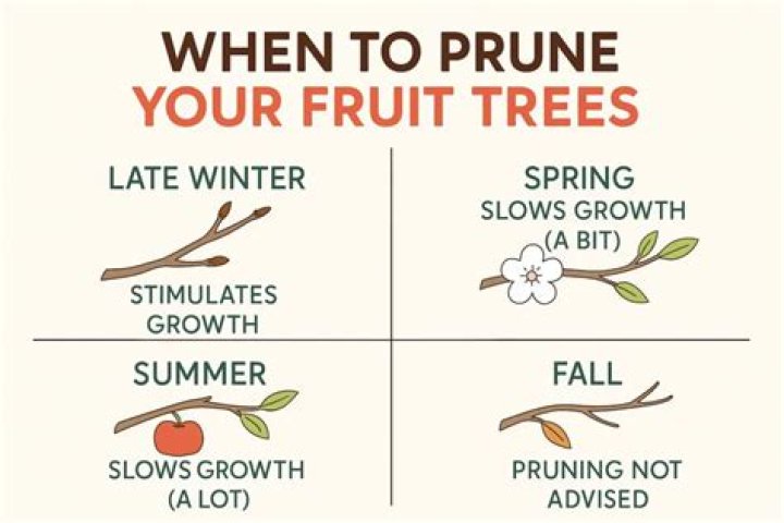 Can you prune fruit trees after they bud